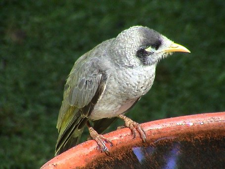 Noisy Miner10.jpg